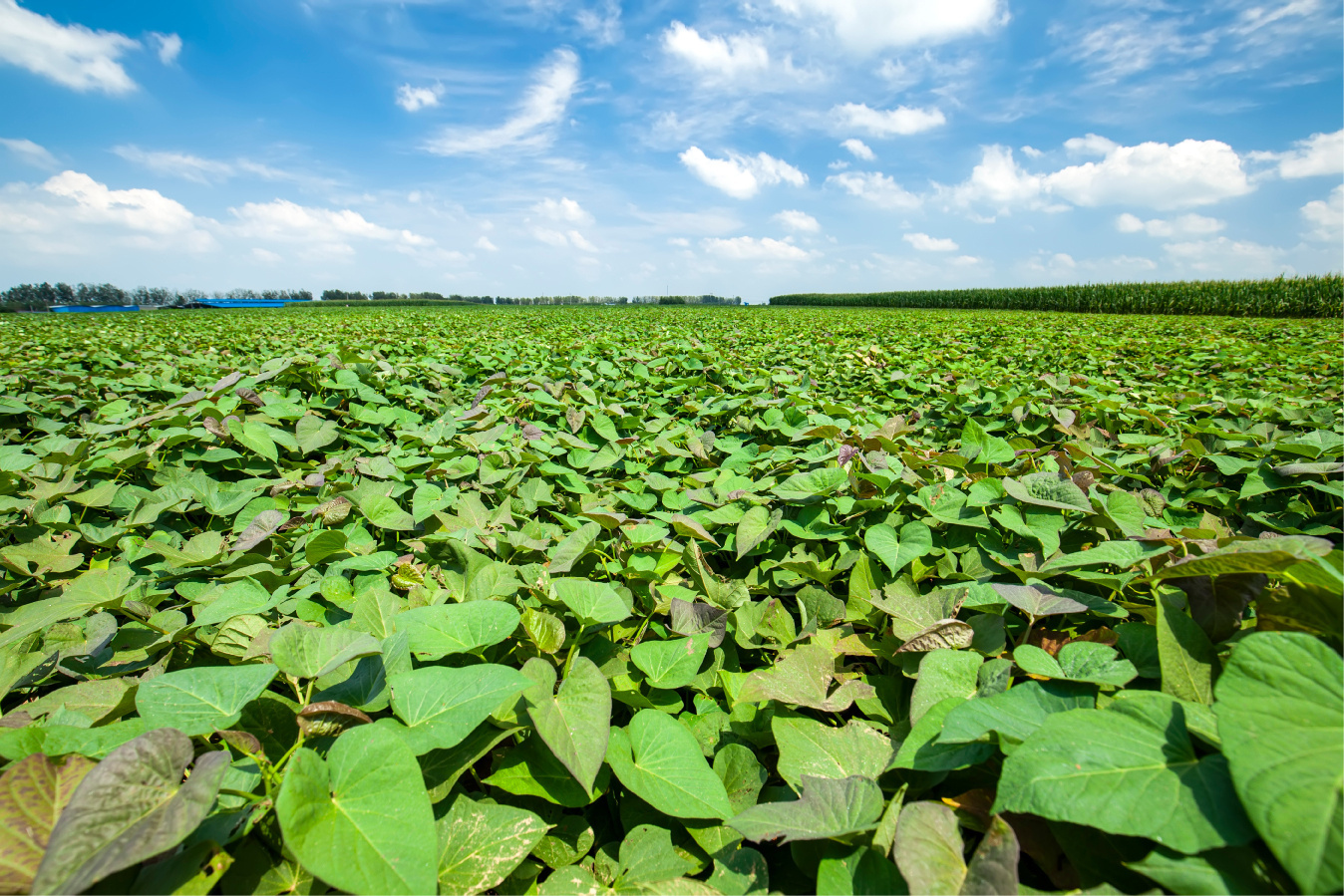 adobestock_394989152.jpg